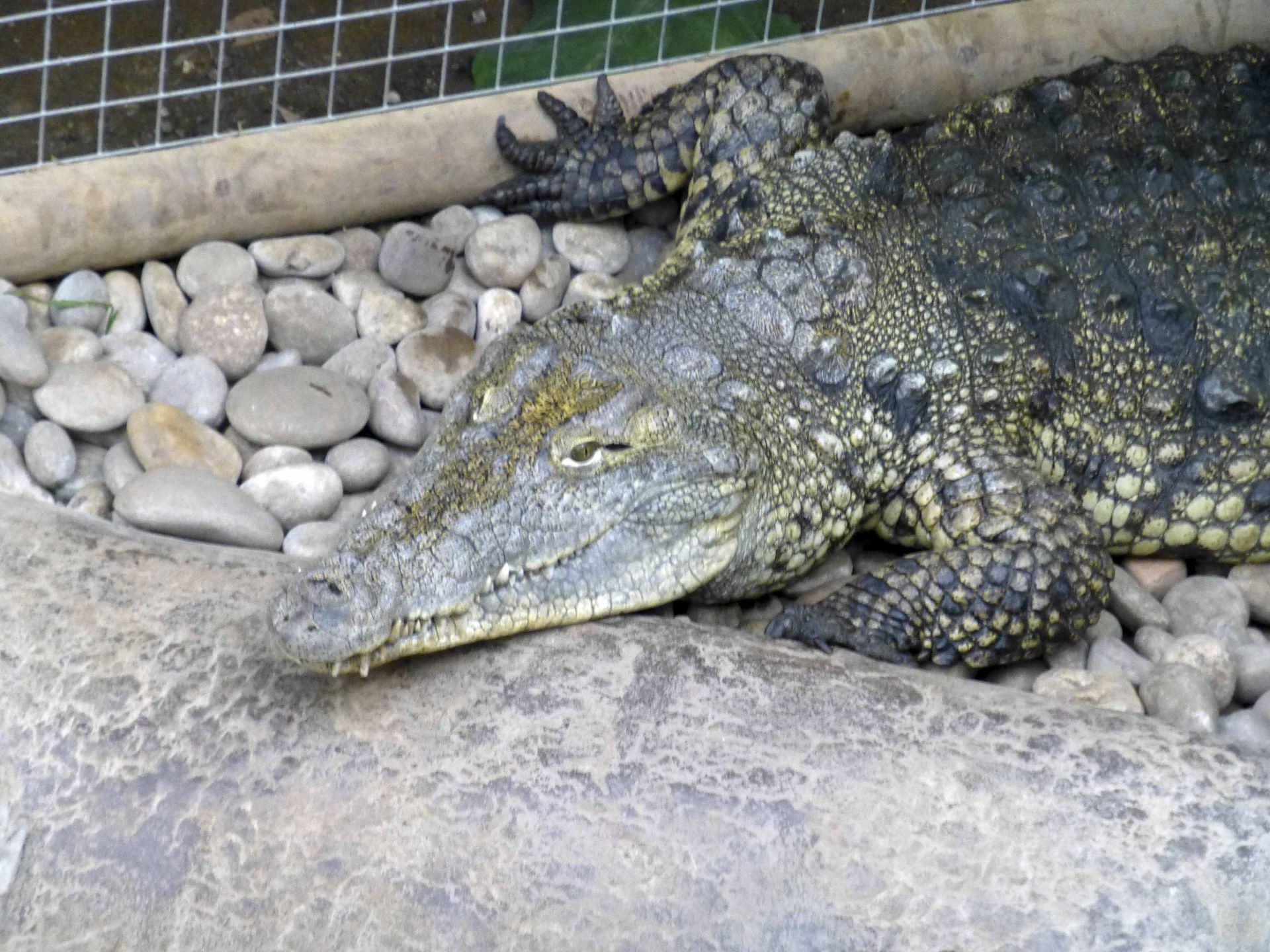Crocodile