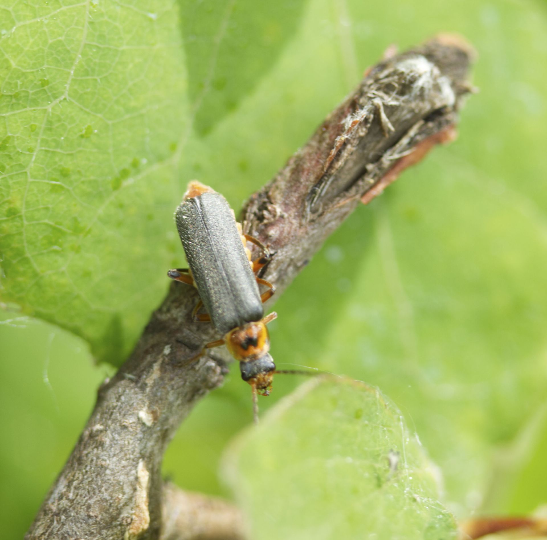 Insects