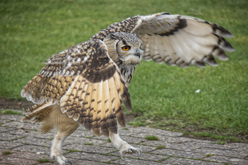 Owl Running (JM)