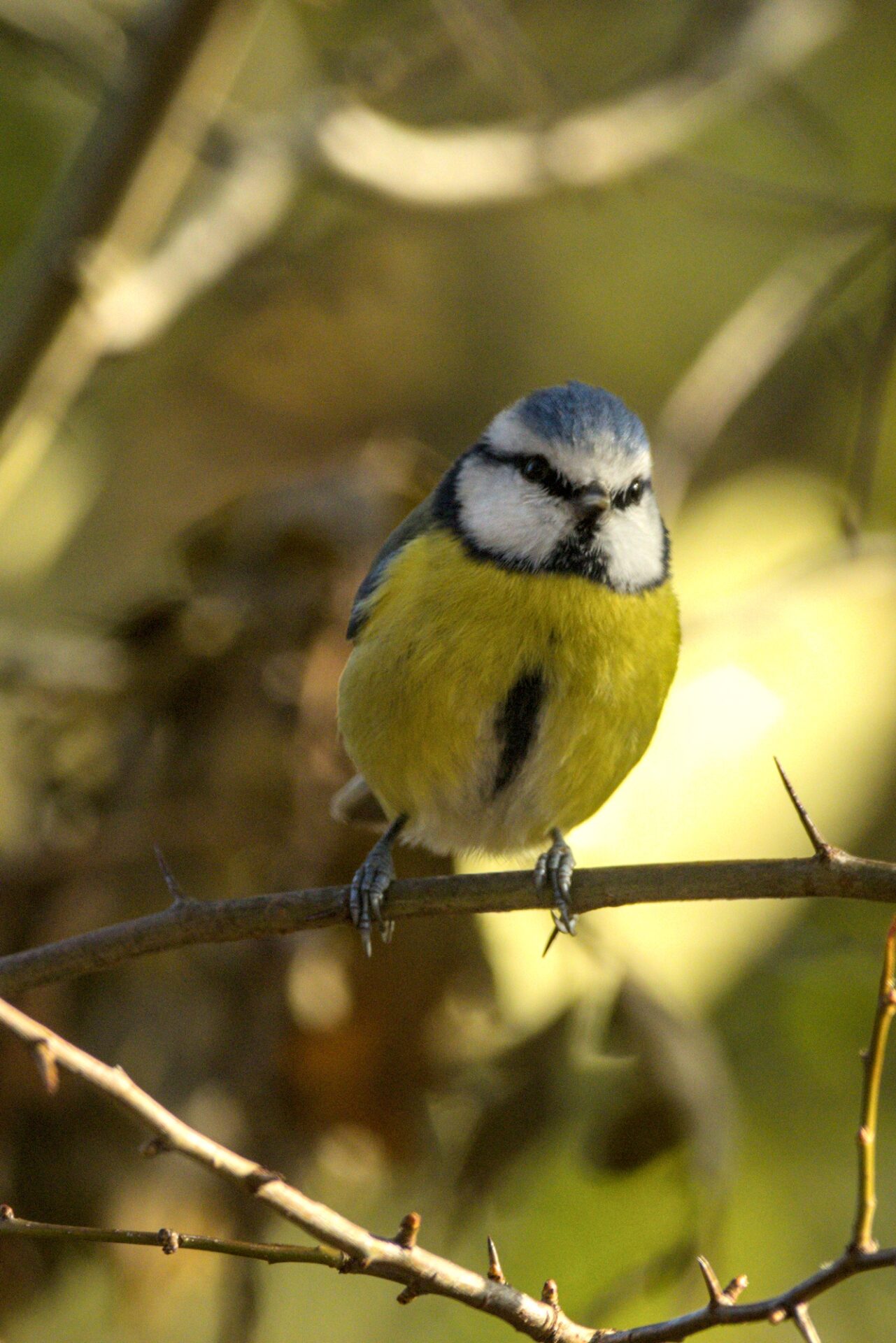 Blue tit
