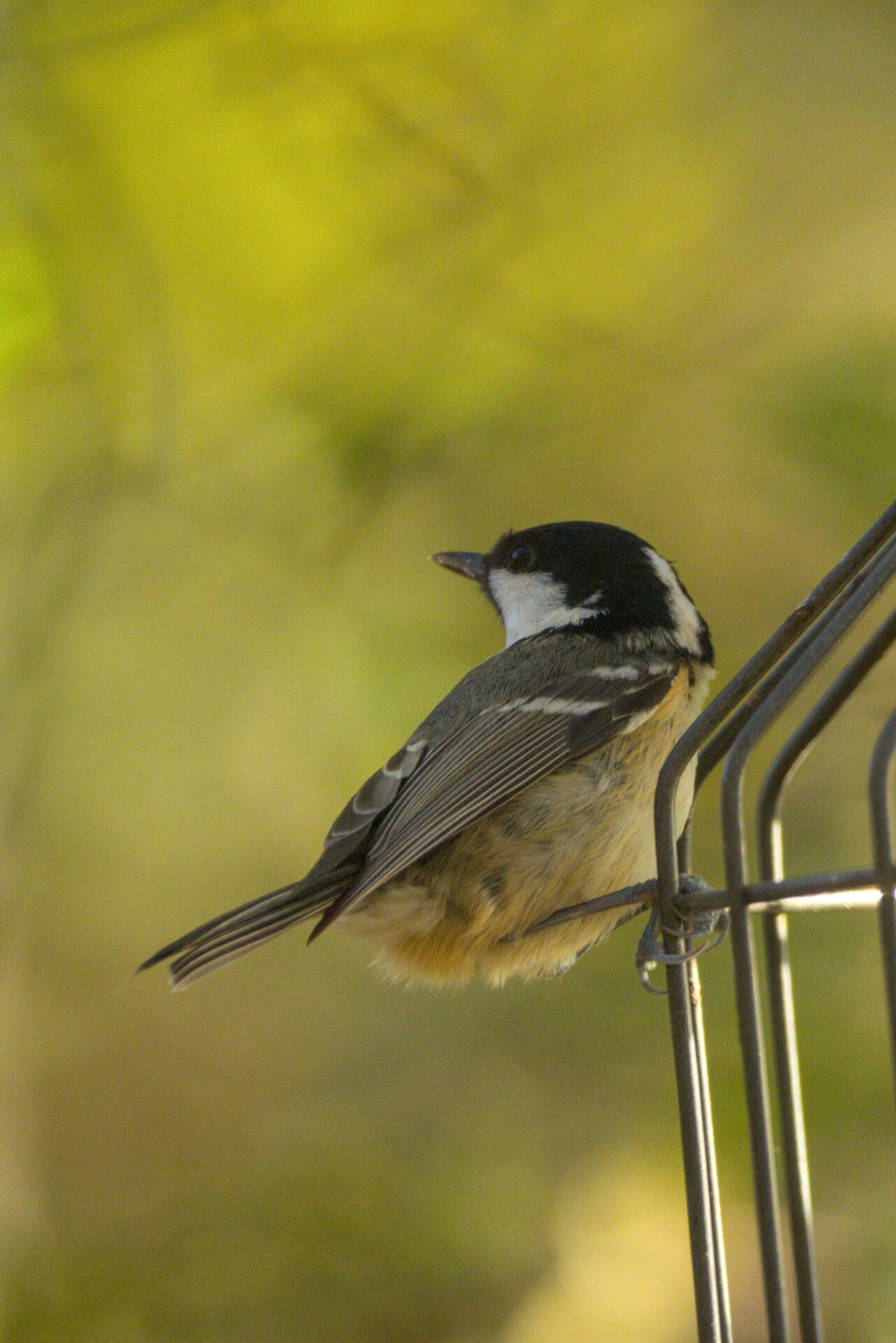 Coal tit