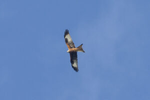 October 2024 Trip - Wandlebury Country Park