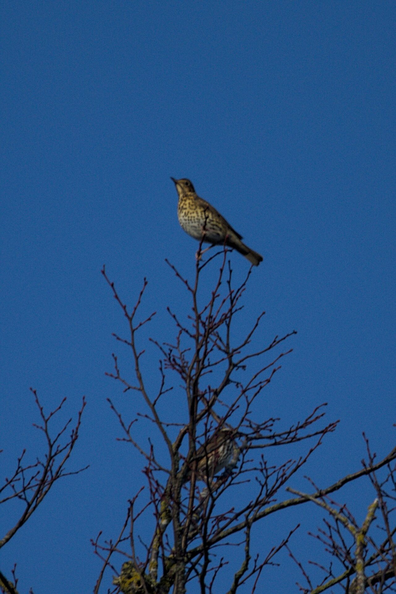 Song thrush and redwing