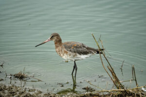 September 2024 Trip - Frampton Marsh