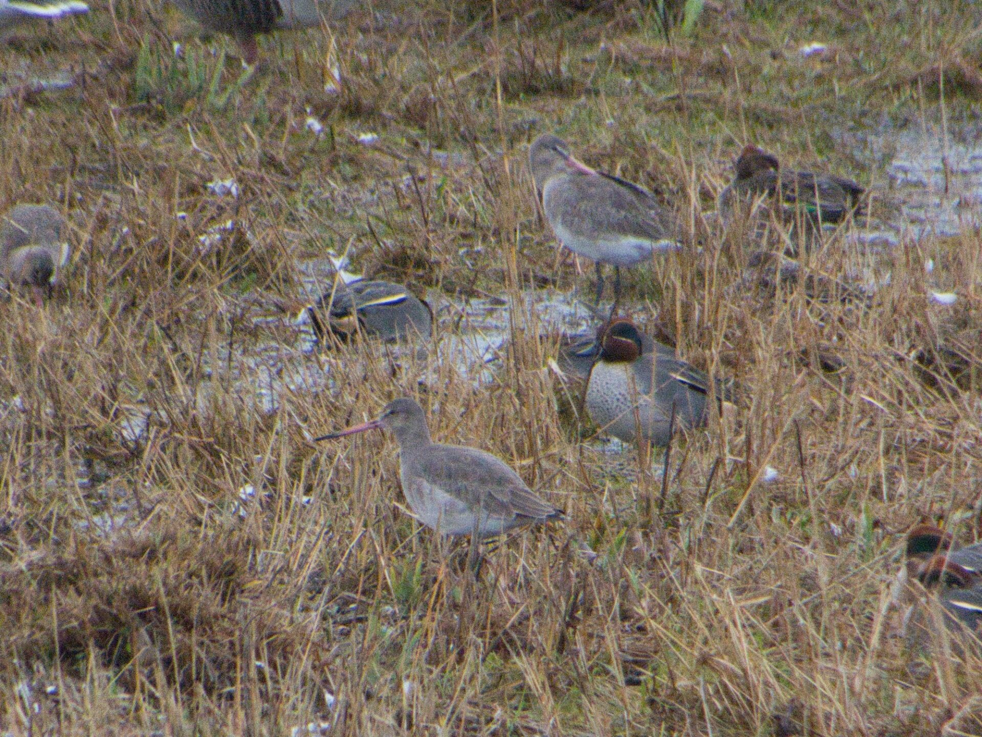 Godwits