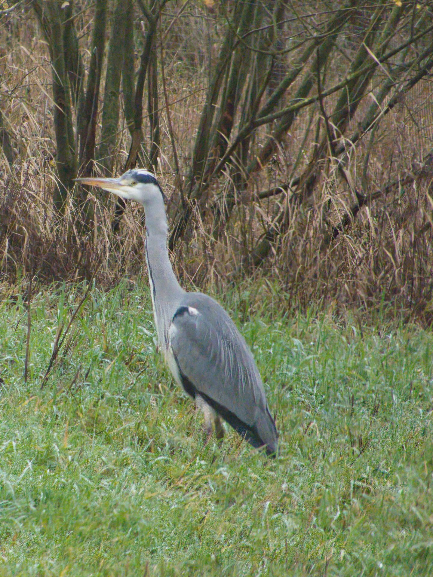 Heron
