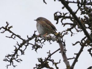 March 2026 Trip - RSPB Fowlmere