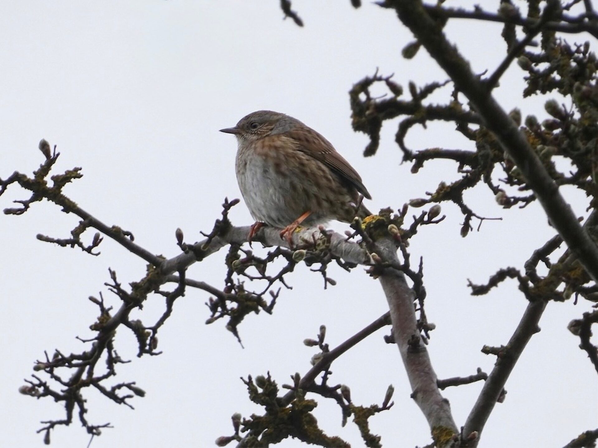 Dunnock