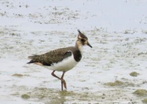 July 2025 Trip - Fen Drayton Lakes RSPB