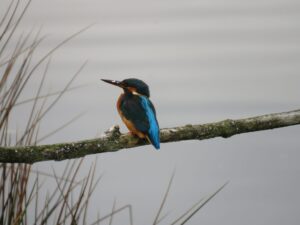 October 2025 Trip - Sculthorpe Moor Hawk and Owl Trust