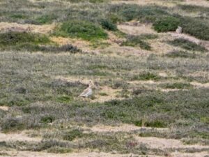 May 2026 Trip - Lackford Lakes