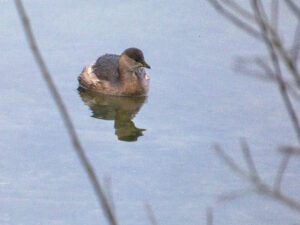 January 2025 Trip - Graffham Water