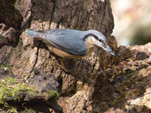 March 2024 Trip - Lackford Lakes