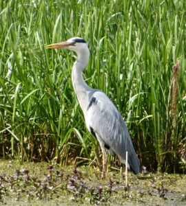 December 2024 Trip - Ouse Fen