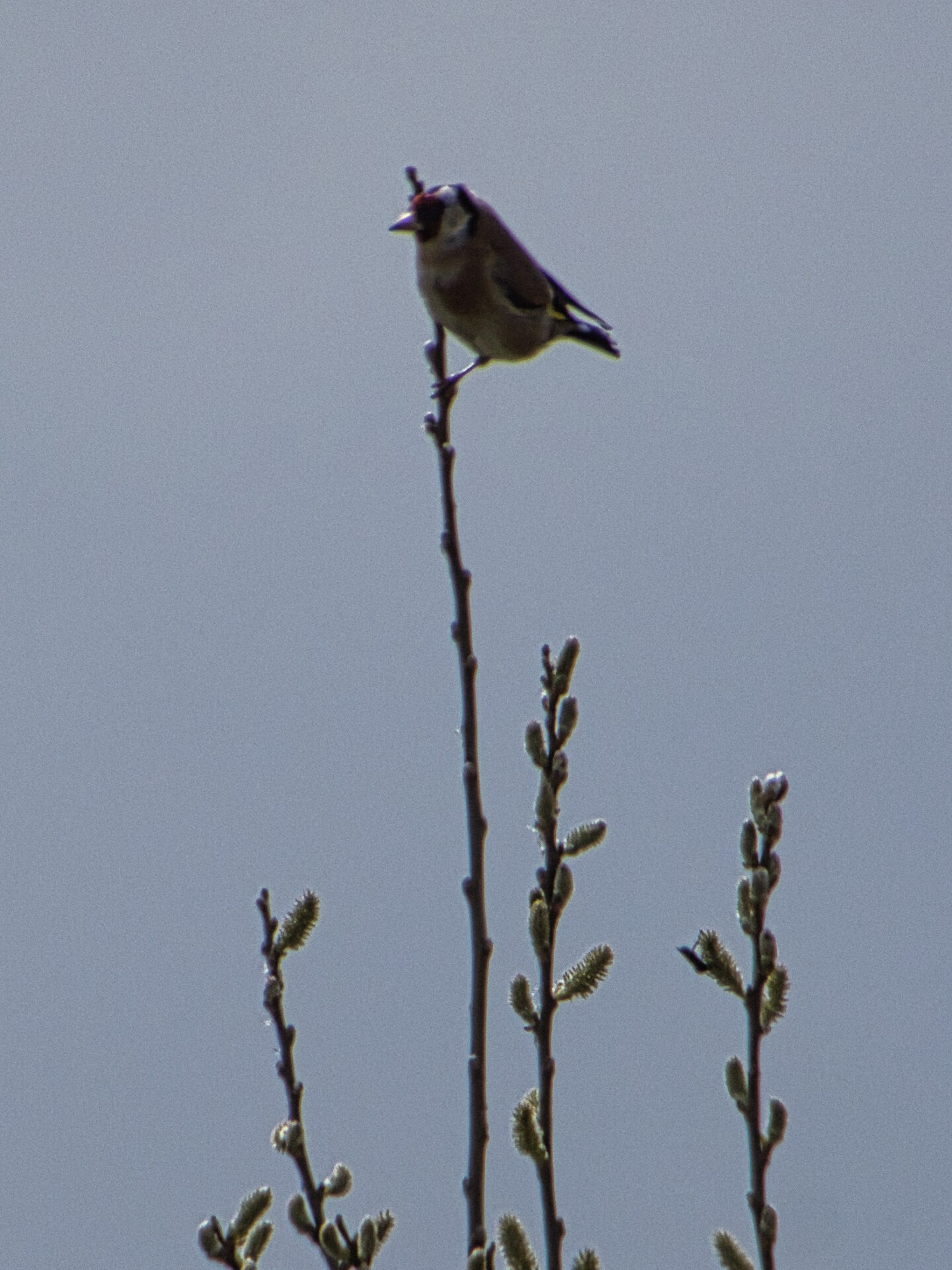 Goldfinch