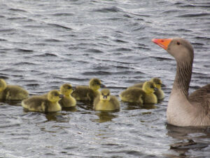 April 2024 Trip - RSPB Lakenheath