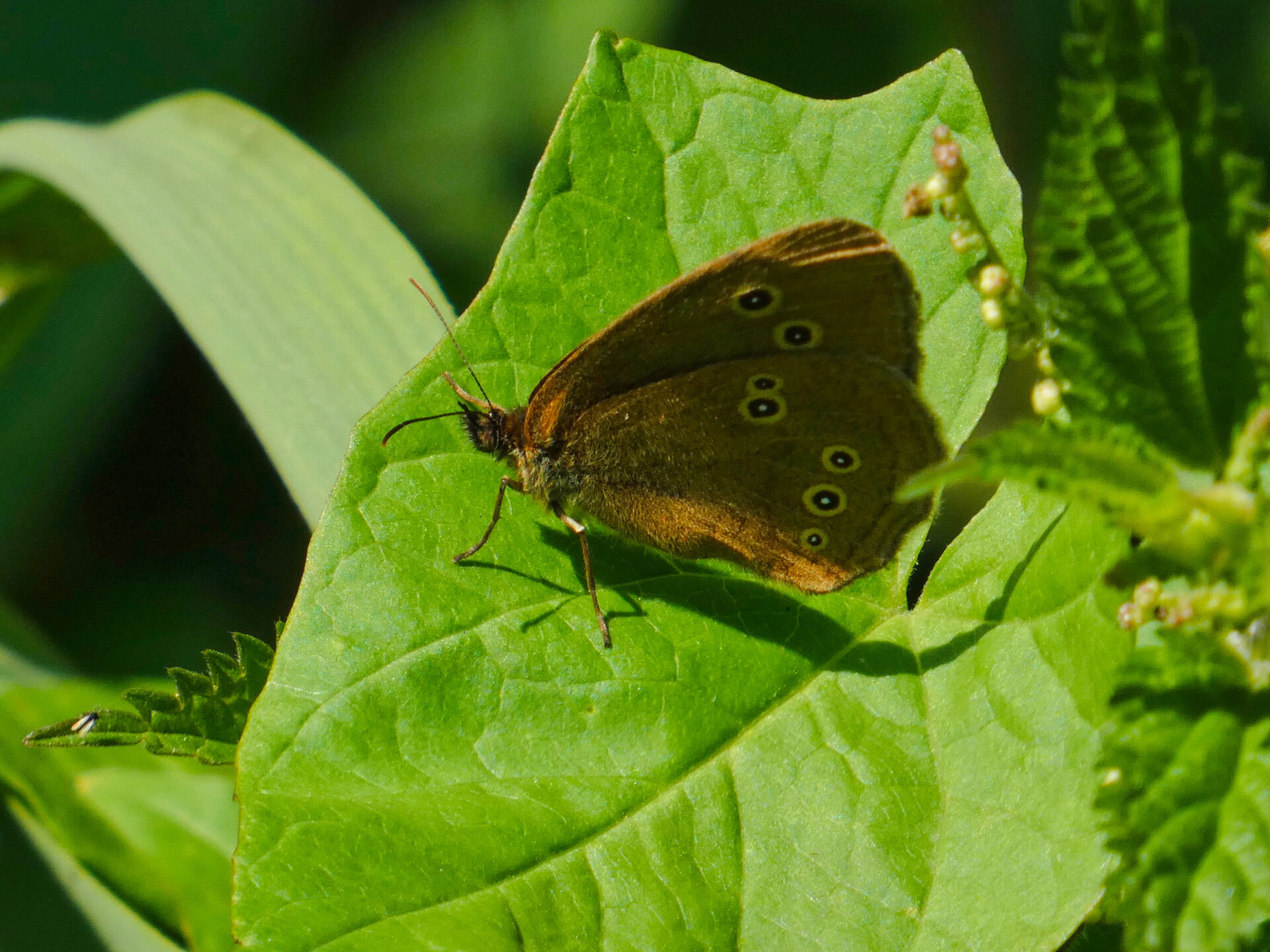 Ringlet butterfly