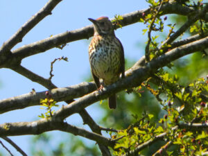 June 2024 Trip - Fowlmere