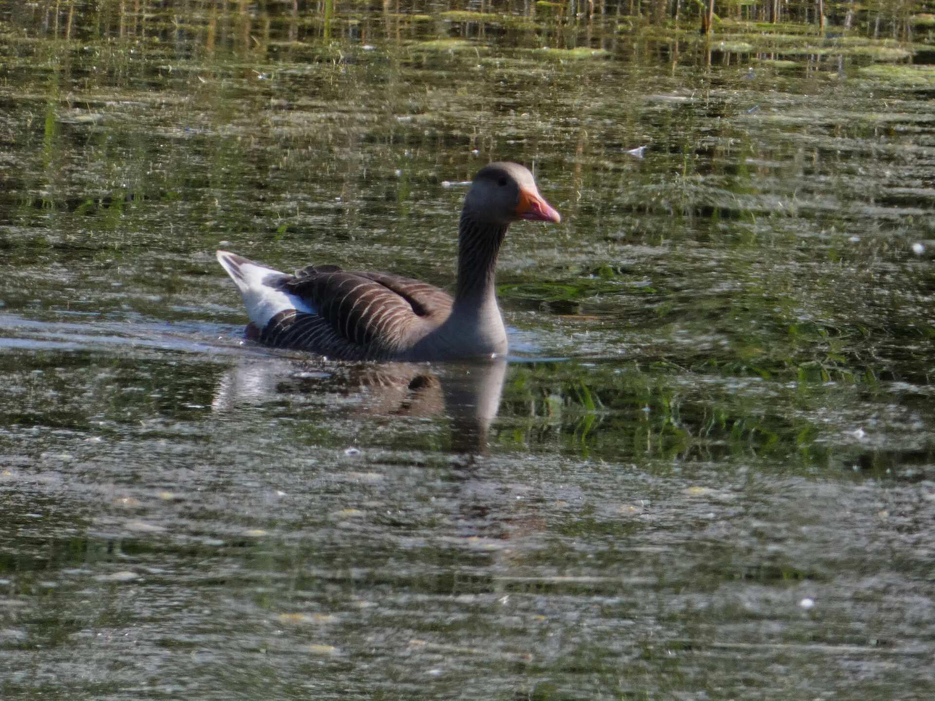 Greylag goose