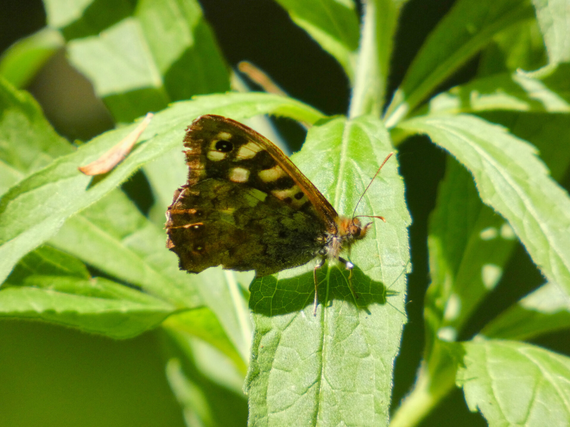 Speckled Wood butterfly