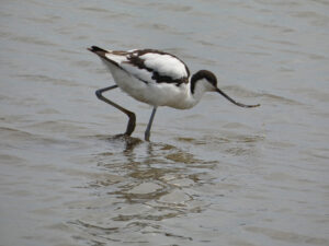 July 2024 Trip - Tichwell Marsh