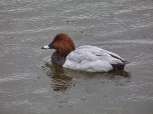 February 2025 Trip - Welney