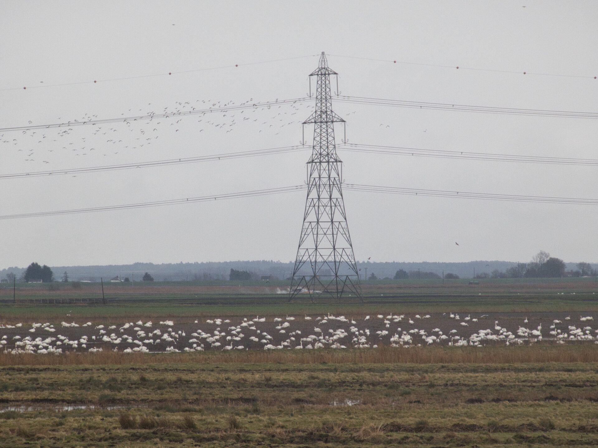 Flock of Whooper swans