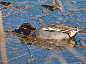 March 2025 Trip - Lackford Lakes and Cavenham Heath