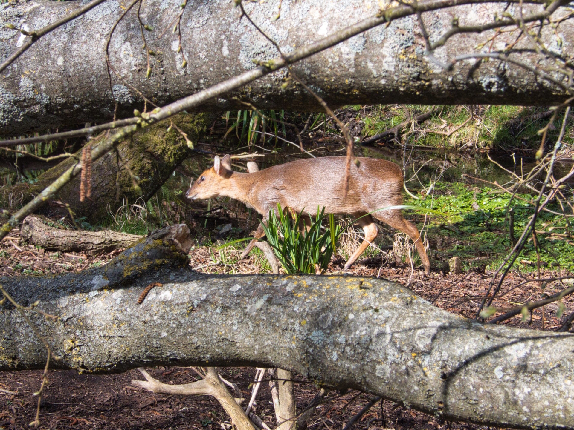 Muntjac