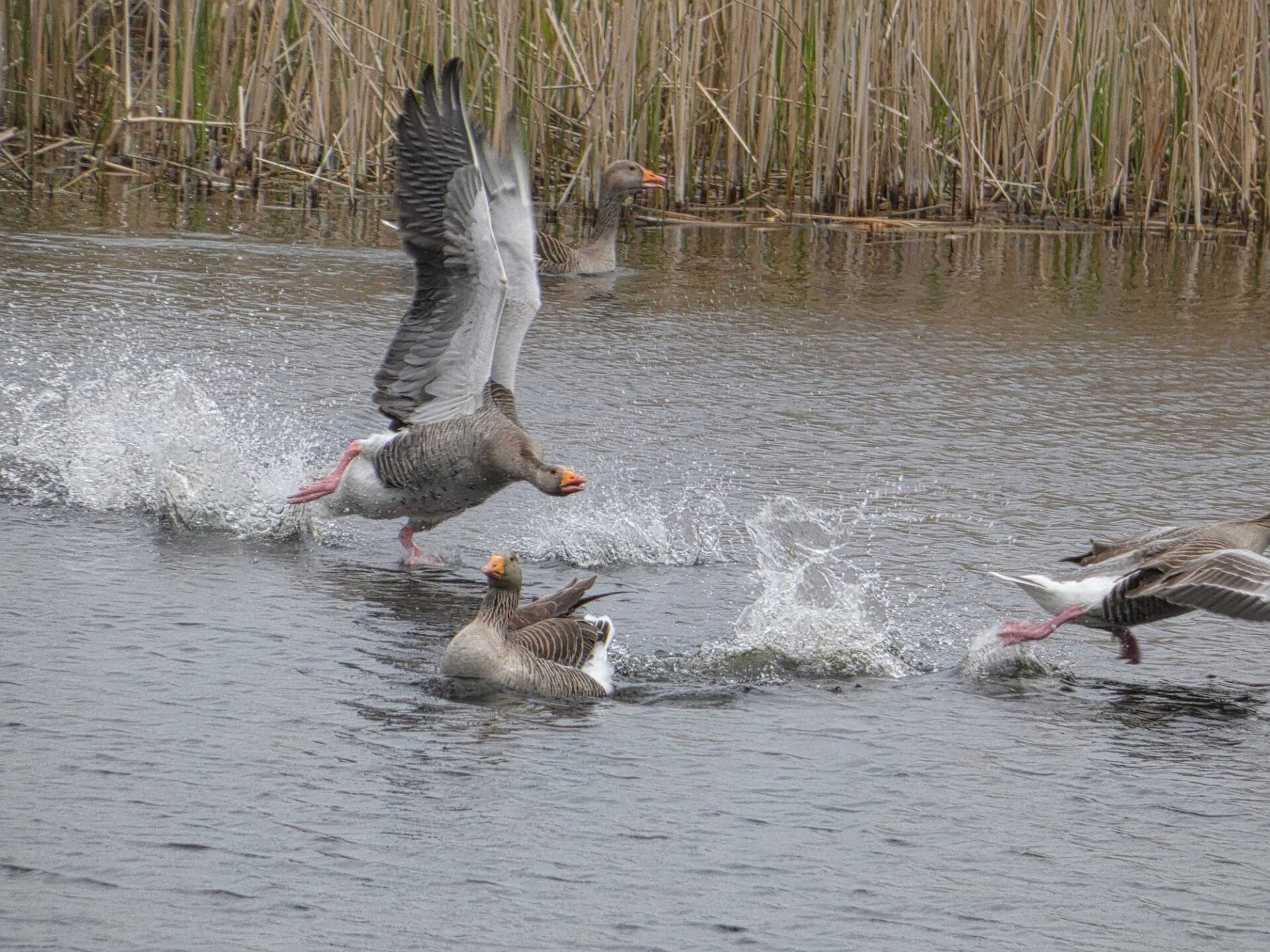 Greylag geese