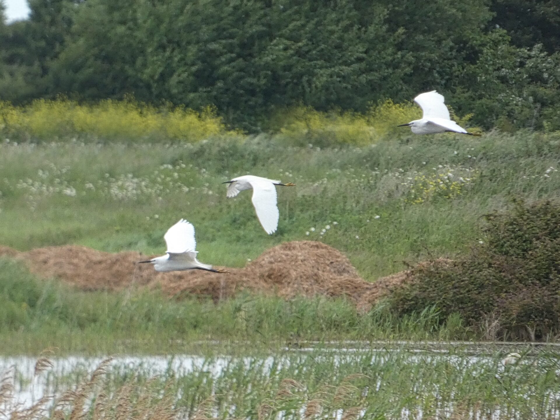 Little Egrets