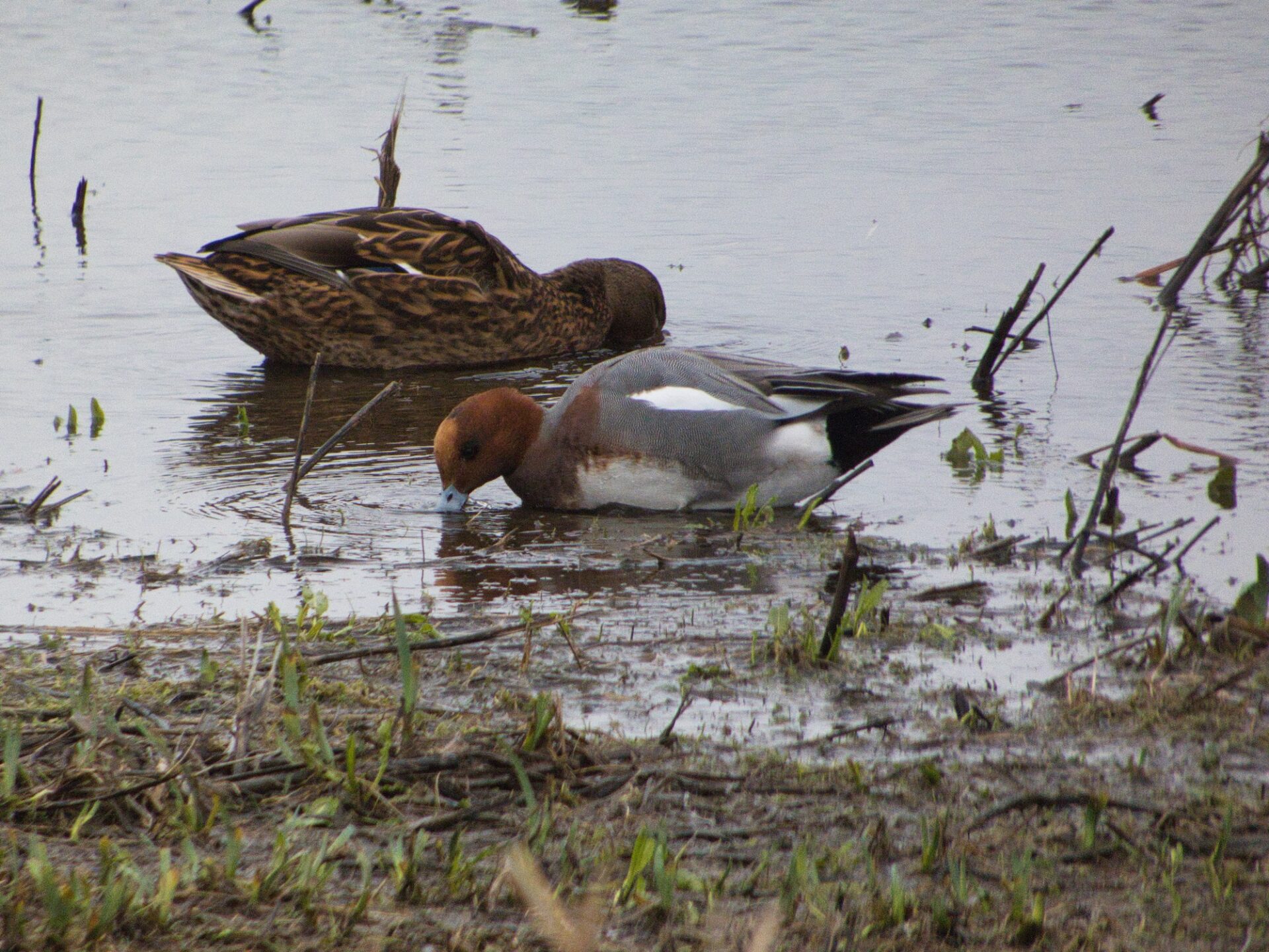 Pochard