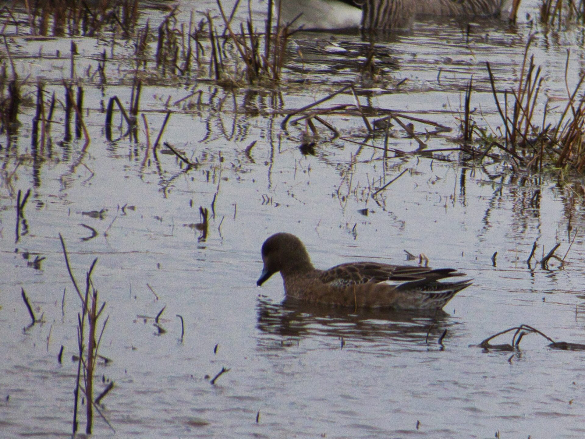 Mallard