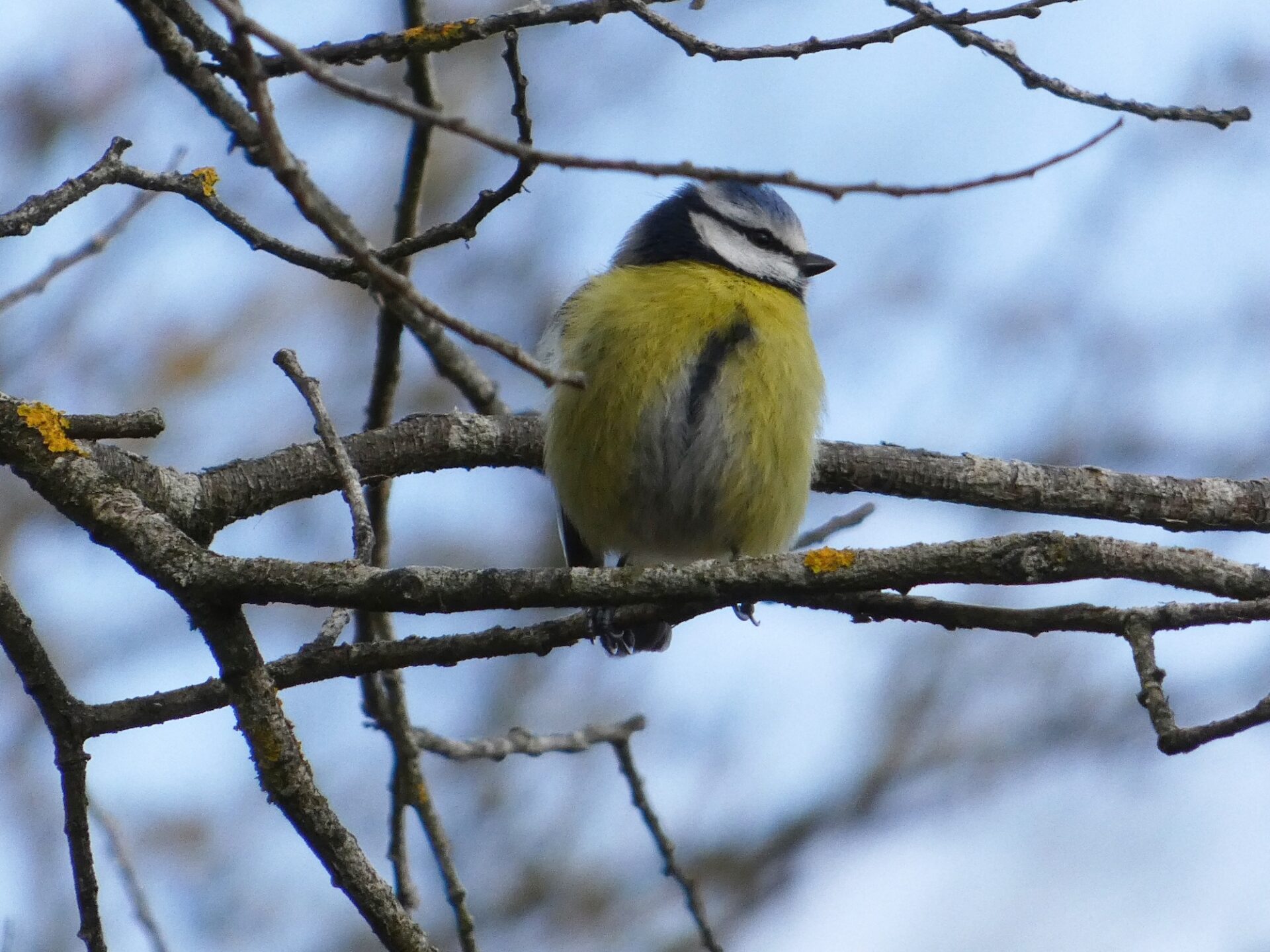 Blue tit