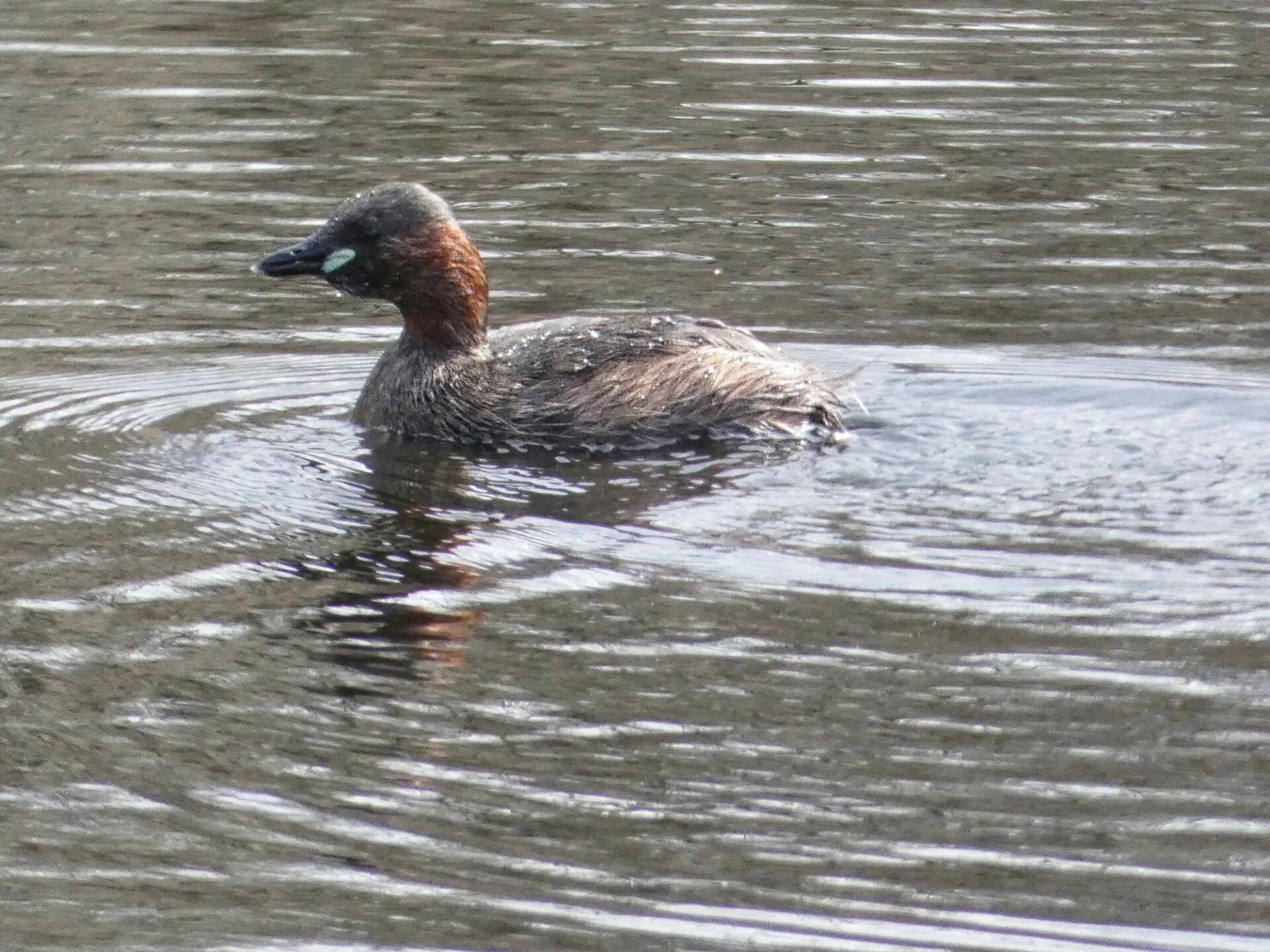 Little Grebe