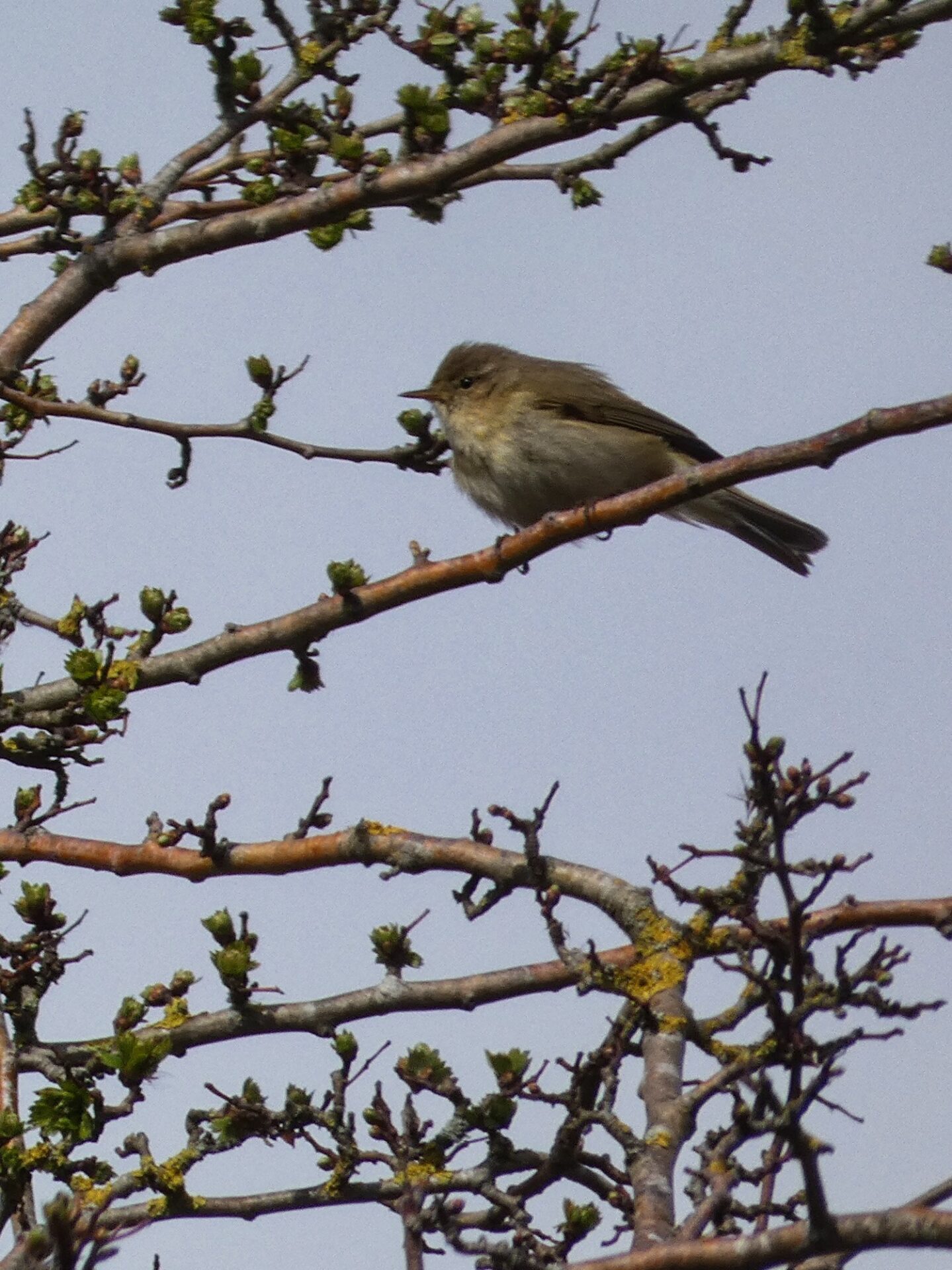 Chiffchaff