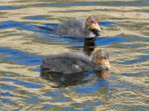 April 2026 Trip - RSPB Lakenheath