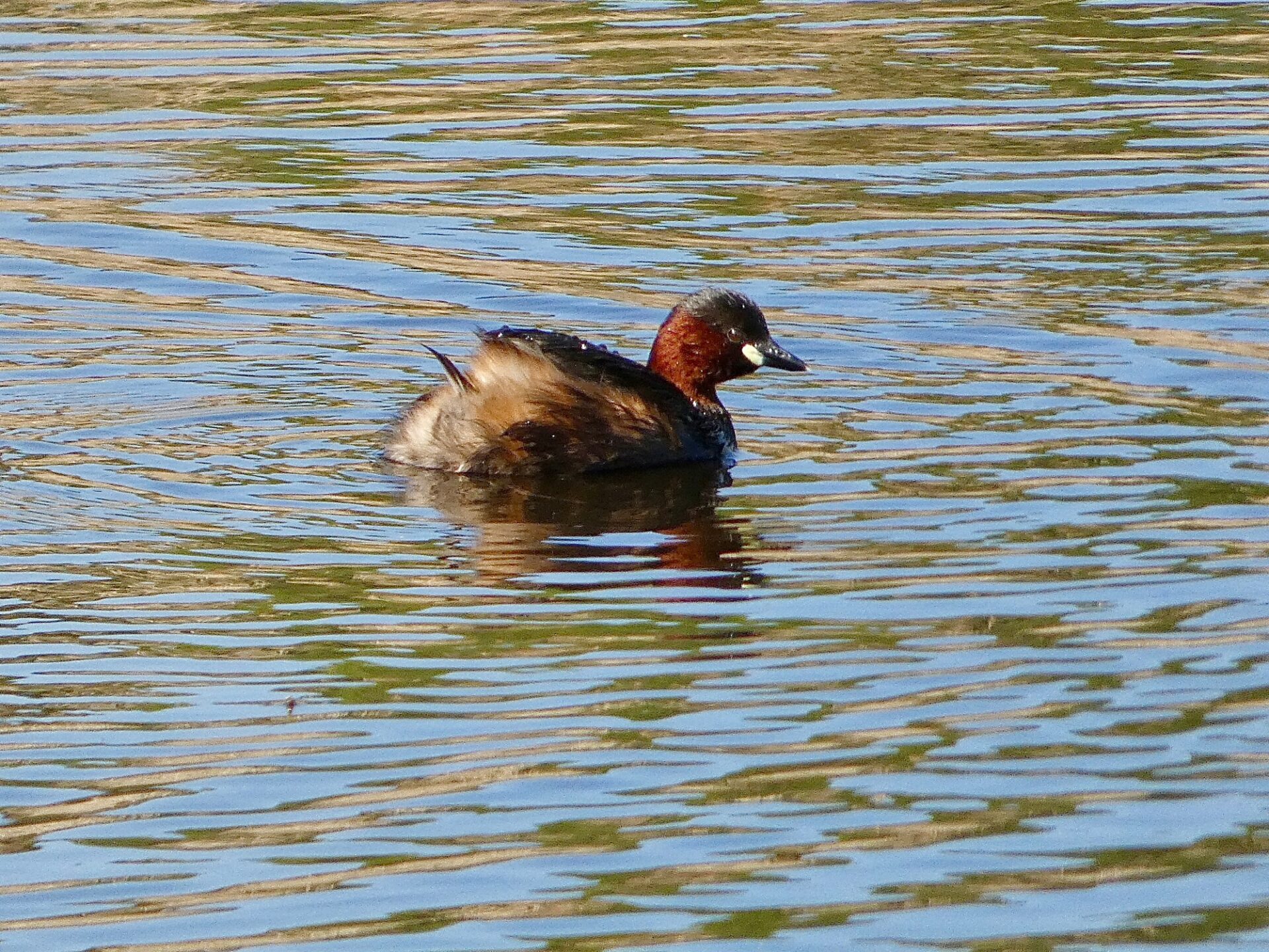 Little Grebe