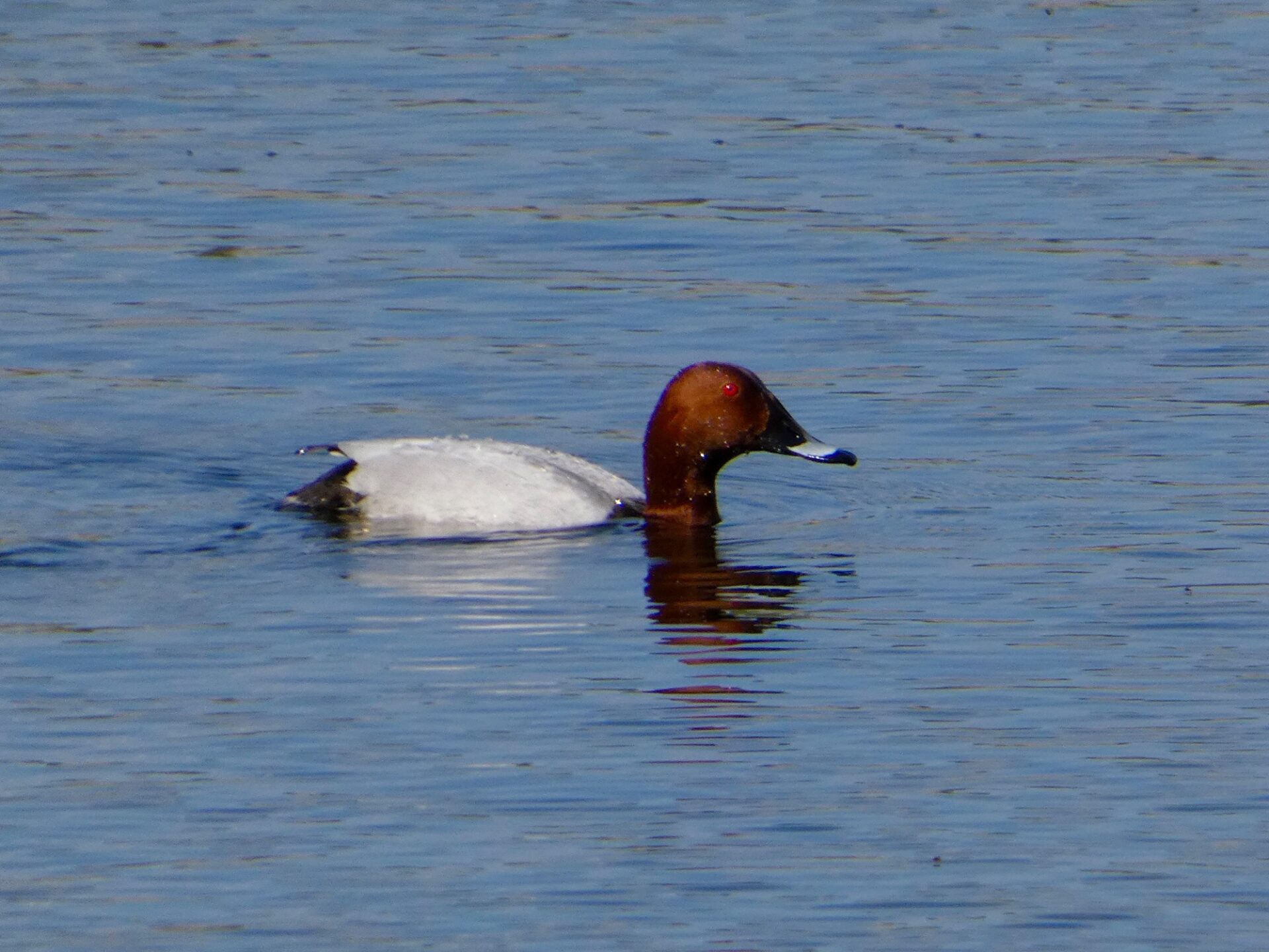 Pochard