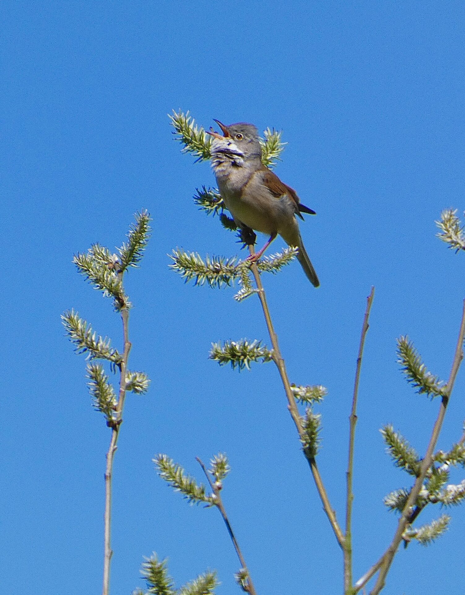 Whitethroat
