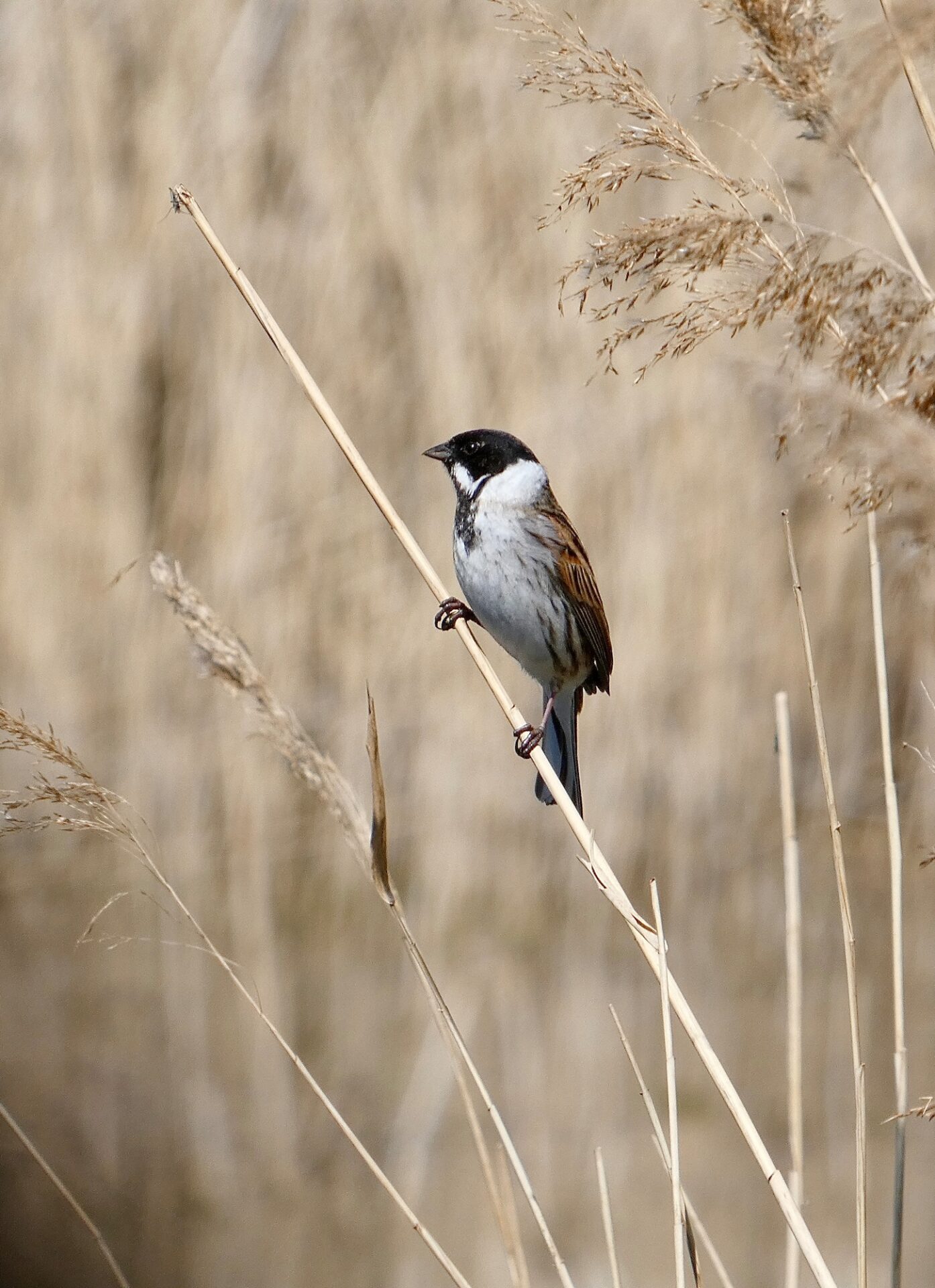 Reed warbler