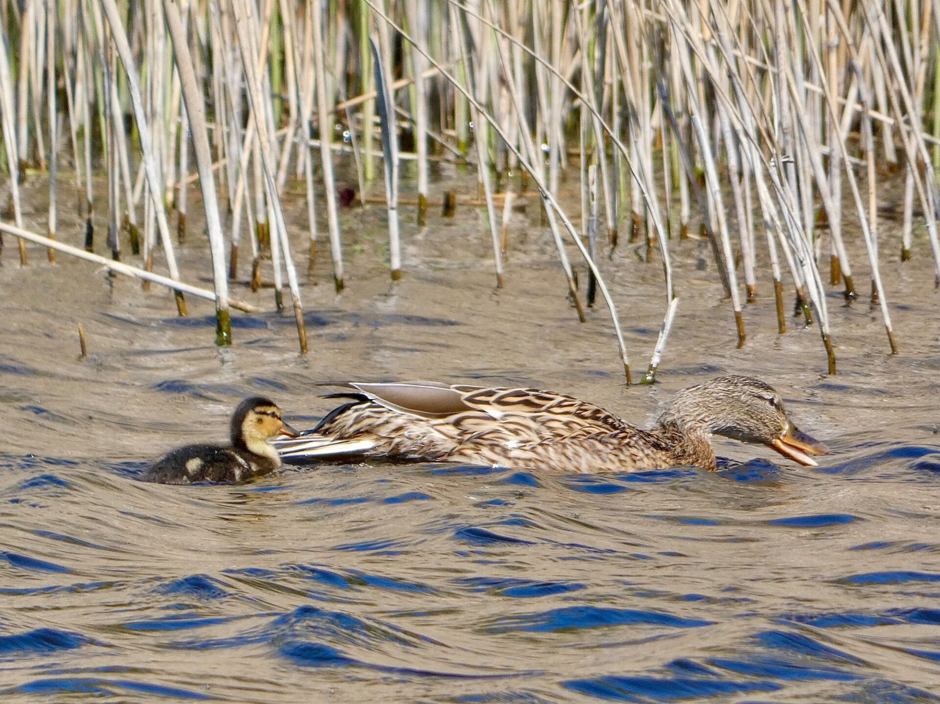 Mallard and chick