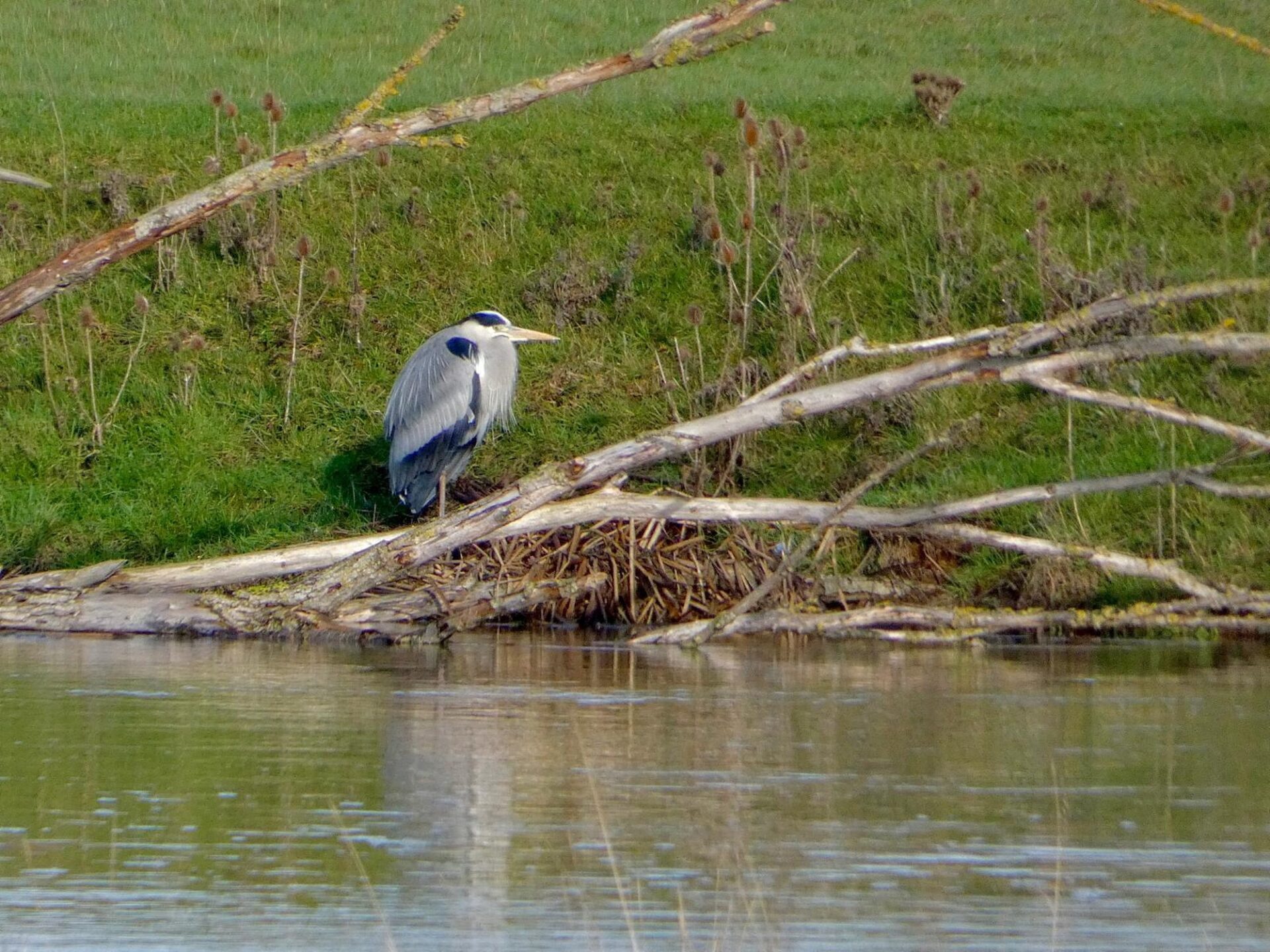 Grey Heron