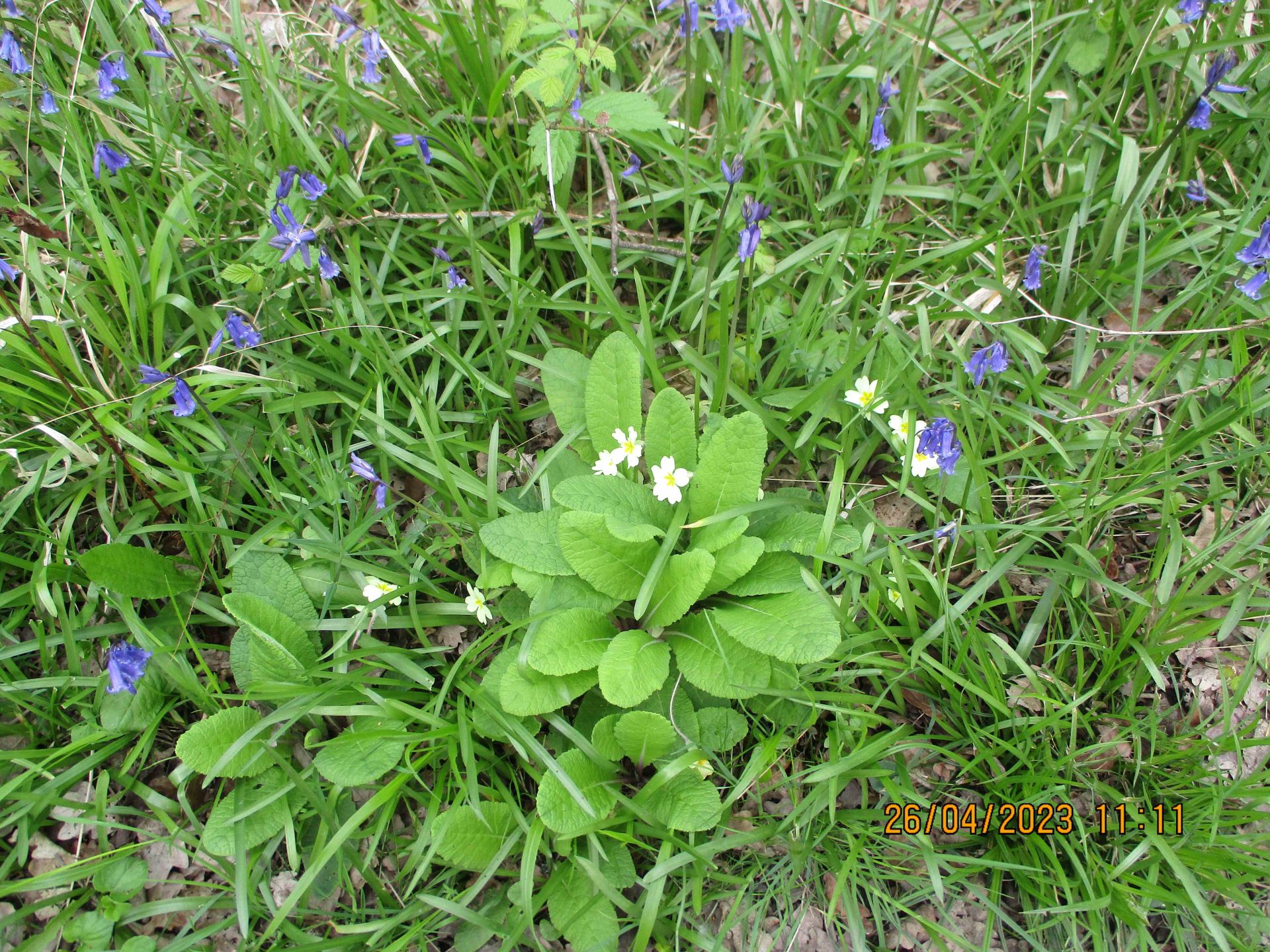 Bluebells plus something else
