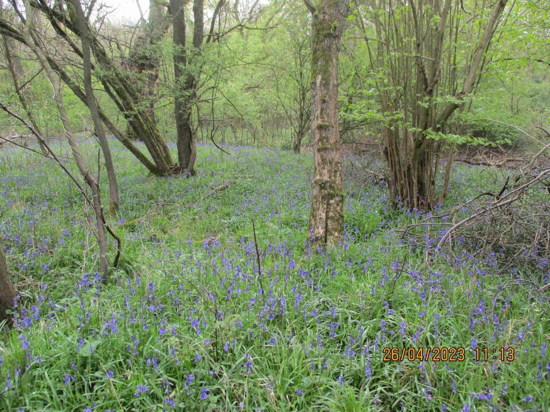 Bluebells