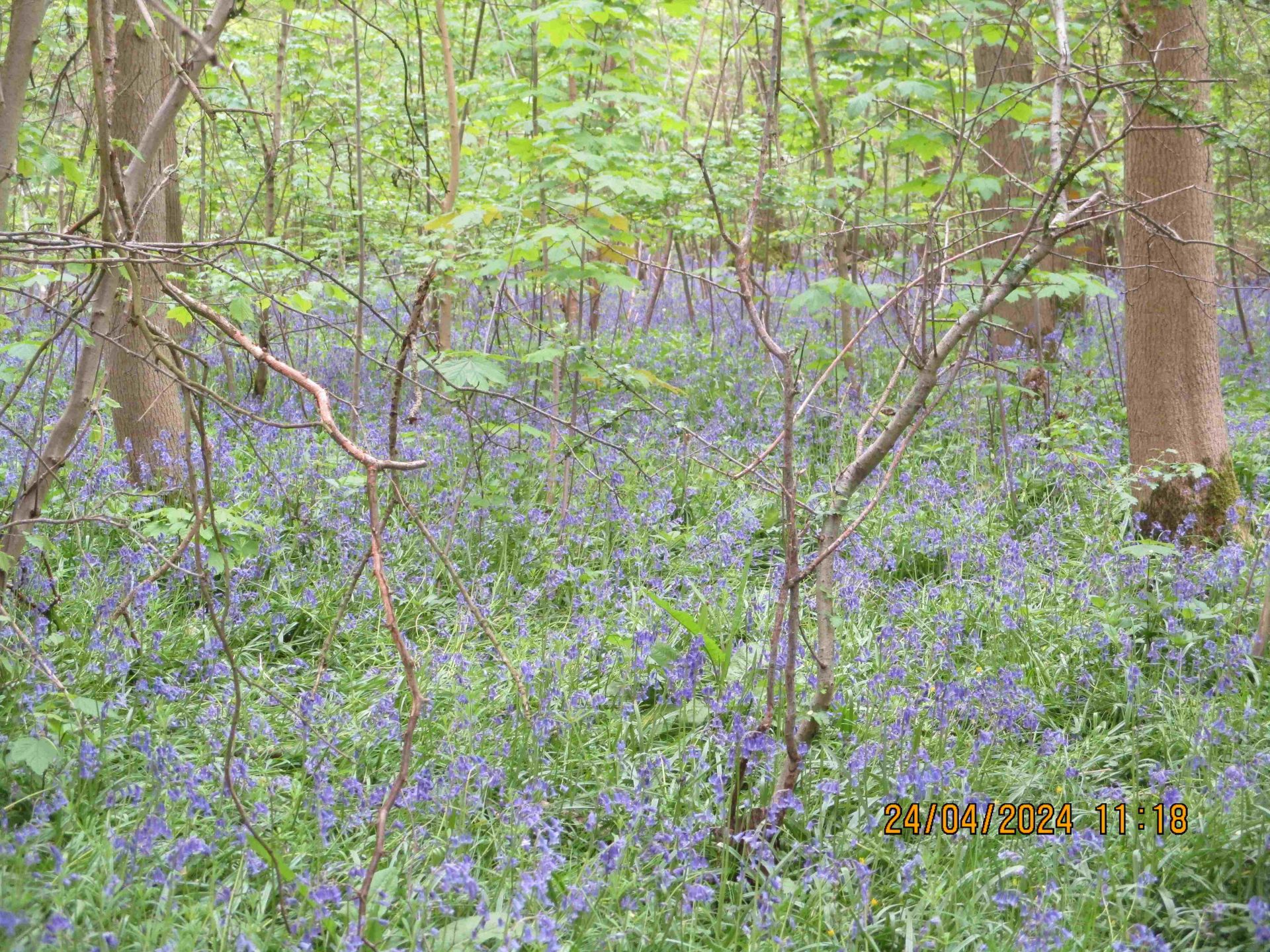 Bluebells as far as can be seen