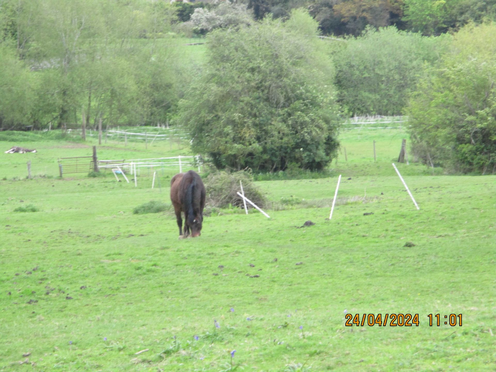 horse in field