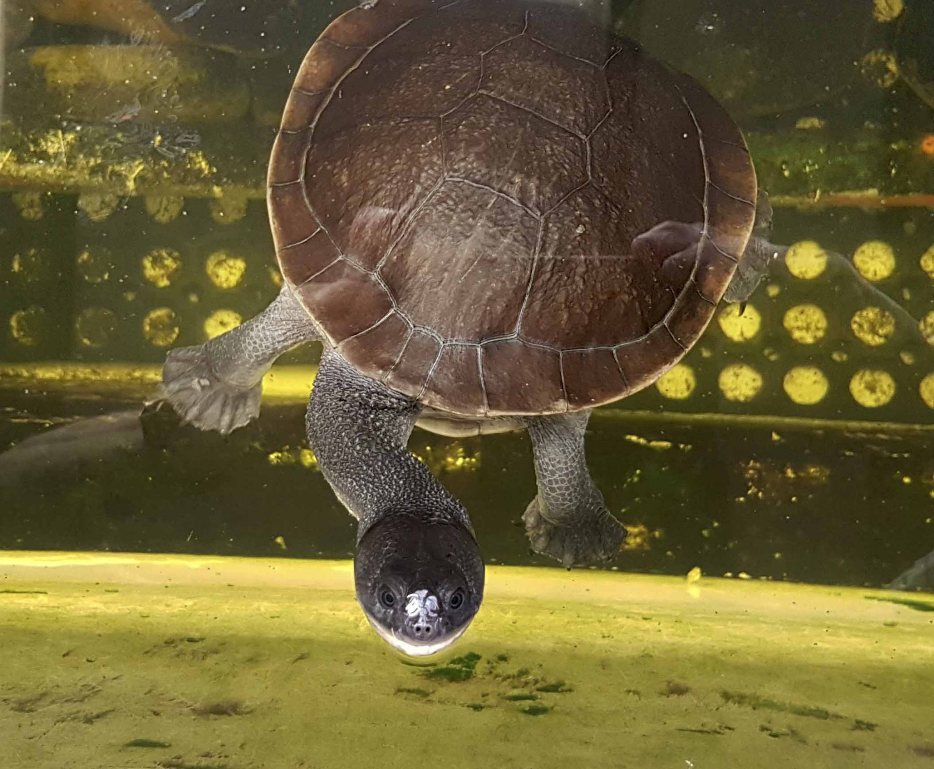 Long knecked Turtle