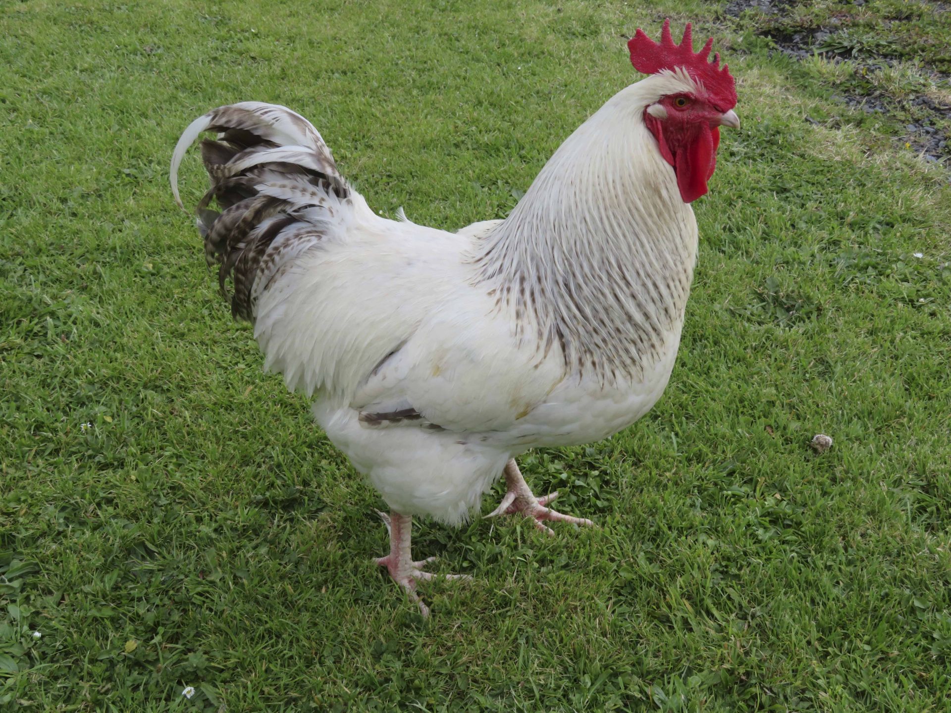 Cockrel