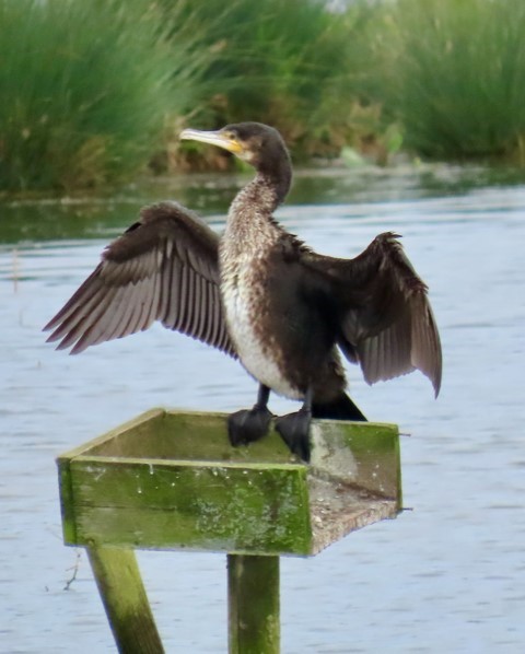 Birdwatching BG-1